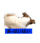 LAVI＆RURU＆RIVA！！（個別スタンプ：5）