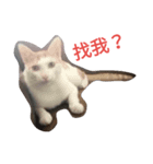 Rong the cat（個別スタンプ：1）