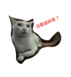 Rong the cat（個別スタンプ：2）