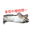 Rong the cat（個別スタンプ：5）
