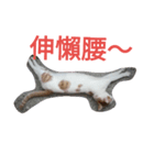 Rong the cat（個別スタンプ：6）