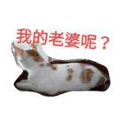 Rong the cat（個別スタンプ：8）