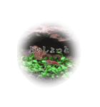 愛しのレッドチェリーシュリンプ（個別スタンプ：3）