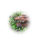 愛しのレッドチェリーシュリンプ（個別スタンプ：24）