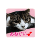 ペットの福ちゃん第2弾（個別スタンプ：1）