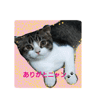 ペットの福ちゃん第2弾（個別スタンプ：5）