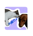 ペットの福ちゃん第2弾（個別スタンプ：7）