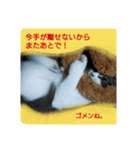 ペットの福ちゃん第2弾（個別スタンプ：8）