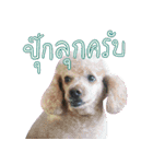 Mr. Pikky（個別スタンプ：1）