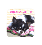 チワワの太陽3（個別スタンプ：1）