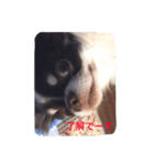 チワワの太陽3（個別スタンプ：3）