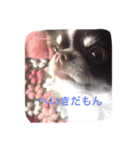 チワワの太陽3（個別スタンプ：6）
