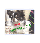 チワワの太陽3（個別スタンプ：7）