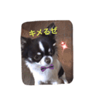 チワワの太陽3（個別スタンプ：9）