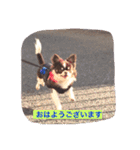 チワワの太陽3（個別スタンプ：14）