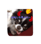 チワワの太陽3（個別スタンプ：16）