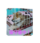 kumakihi（個別スタンプ：2）