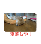 kumakihi（個別スタンプ：8）