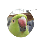 Parrot girl（個別スタンプ：1）