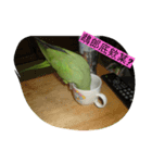 Parrot girl（個別スタンプ：2）