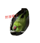 Parrot girl（個別スタンプ：4）