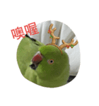 Parrot girl（個別スタンプ：5）