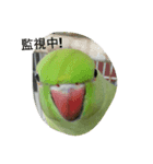 Parrot girl（個別スタンプ：6）