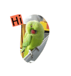 Parrot girl（個別スタンプ：7）