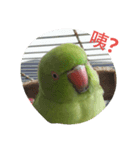 Parrot girl（個別スタンプ：8）
