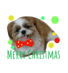 シーズーのぽんまるちゃん ②クリスマス（個別スタンプ：2）