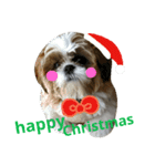 シーズーのぽんまるちゃん ②クリスマス（個別スタンプ：3）