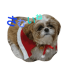 シーズーのぽんまるちゃん ②クリスマス（個別スタンプ：4）