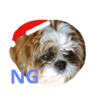 シーズーのぽんまるちゃん ②クリスマス（個別スタンプ：6）