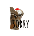 シーズーのぽんまるちゃん ②クリスマス（個別スタンプ：7）