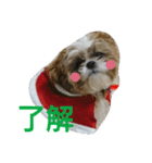 シーズーのぽんまるちゃん ②クリスマス（個別スタンプ：8）