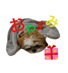 シーズーのぽんまるちゃん ②クリスマス（個別スタンプ：9）