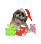 シーズーのぽんまるちゃん ②クリスマス（個別スタンプ：11）