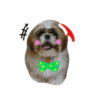 シーズーのぽんまるちゃん ②クリスマス（個別スタンプ：12）
