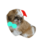 シーズーのぽんまるちゃん ②クリスマス（個別スタンプ：13）