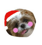 シーズーのぽんまるちゃん ②クリスマス（個別スタンプ：14）