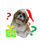 シーズーのぽんまるちゃん ②クリスマス（個別スタンプ：15）