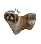 シーズーのぽんまるちゃん ②クリスマス（個別スタンプ：16）