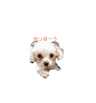 マルチーズのもこちゃん（個別スタンプ：1）