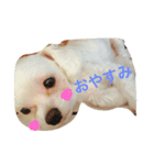 マルチーズのもこちゃん（個別スタンプ：3）