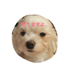 マルチーズのもこちゃん（個別スタンプ：5）