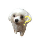 マルチーズのもこちゃん（個別スタンプ：7）