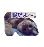 ちょびすけ（個別スタンプ：2）