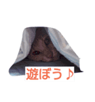 ちょびすけ（個別スタンプ：5）