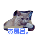 ちょびすけ（個別スタンプ：7）