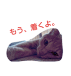 ちょびすけ（個別スタンプ：9）